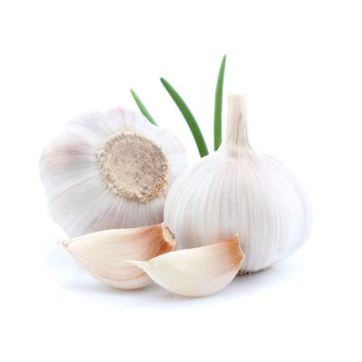 Garlic 9243