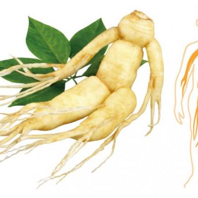 Beneficios de la raíz de ginseng 1 e1521629684108